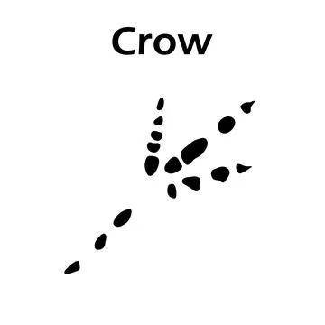 Crow Footprint Stock Illustration