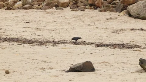 Crow foraging on a sandy beach slow motion stock footage Stock Footage 328626939