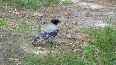A crow in a forest clearing poses in front of the camera. Vídeos de archivo 259160369