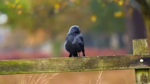 Crow in forest Stock Footage 45427441