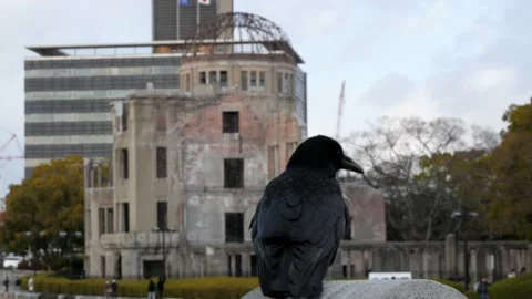 Crow In Front Of City Structure Stock Footage 239492370