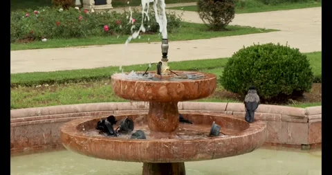 Crow gang having bath in the marble fountain pool Stock Footage 277216574