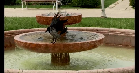 Crow gang having bath in the marble fountain pool Stock Footage 277216988