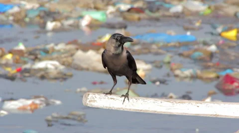 Crow in the garbage 스톡 동영상 61183533