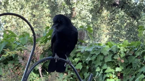 Crow on a garden hook with squirrel on a fence Stock Footage 322552298