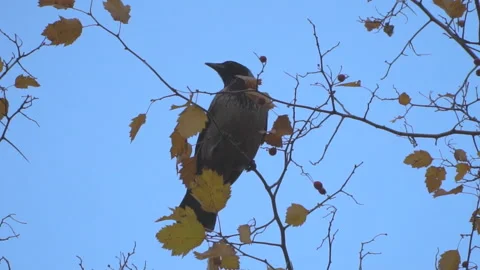 Crow, gather berries from the branches of a tree Stock Footage 97147209