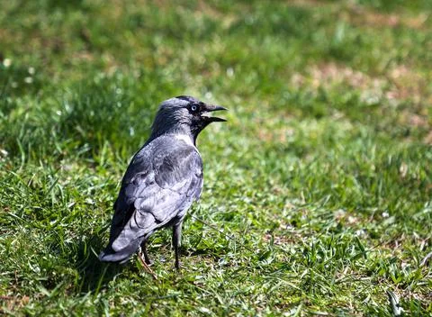 Crow genus. Stock Photos