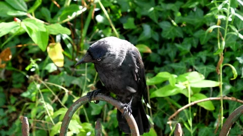 Crow gets a sunflower seed close up Vídeos de archivo 134018230