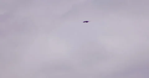 Crow gliding overhead in the wind Stock-Footage 245500987