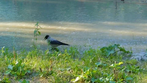 The crow goes along the riverbed with an open mouth. 動画素材 117858341
