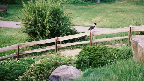 Crow goes on the fence Video stock 111783845