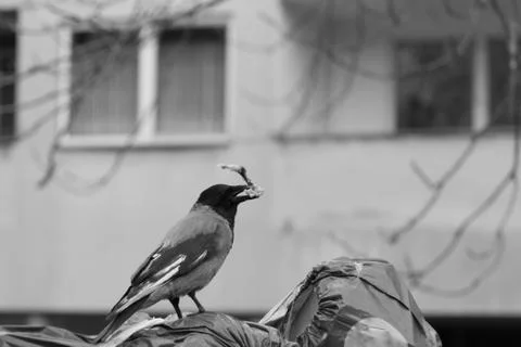 A crow grabs the leftovers from the garbage Stock Photos