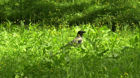 Crow in the grass. 4K. Stock Footage 39300382