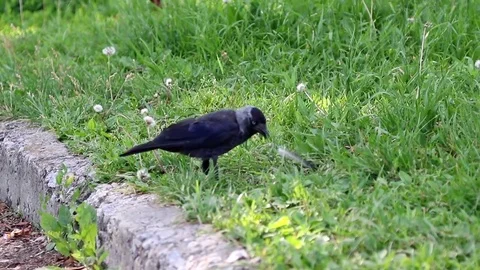 Crow on grass in city Stock Footage 71359502