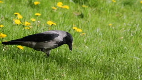 Crow in the grass Stock Footage 90376451