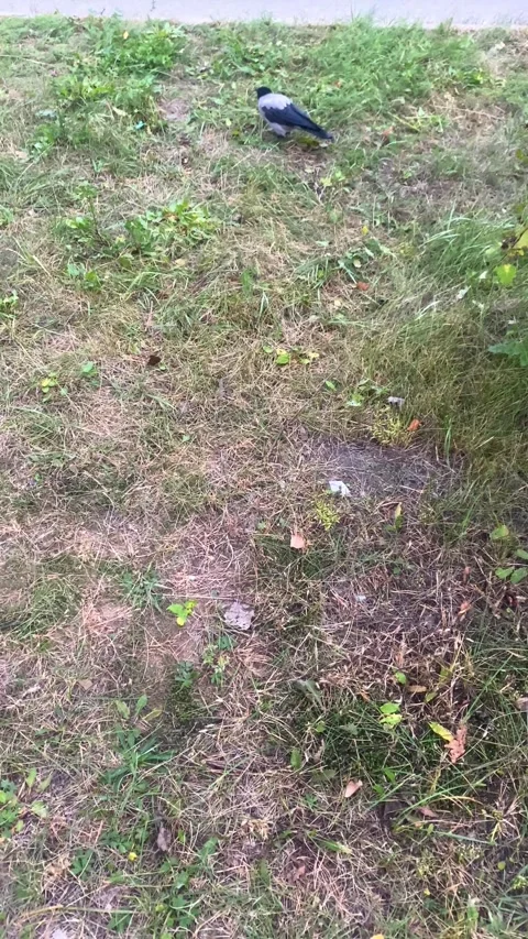 A crow in the grass looking for food. Vertical video Video stock 287936629