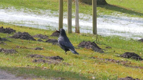 Crow on grass in a park looking around and collecting branches for building nest Видео 88102100