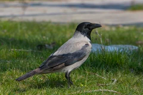 Crow  on grass Stock Photos