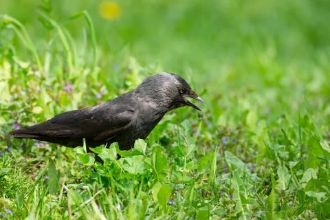 Crow on the grass Stock Photos