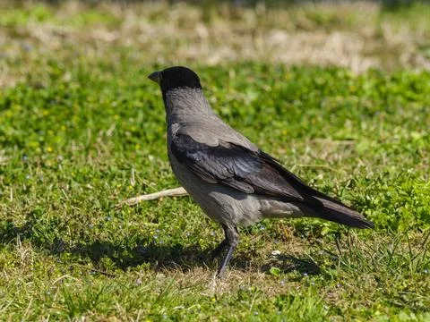 A crow on the grass Stock Photos