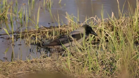 A crow gray in the grass, 4K slomo Stock Footage 170159937
