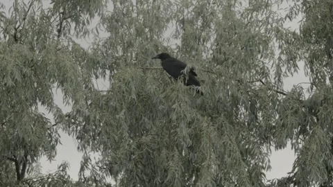 Crow in Green Foliage Stock Footage 342035331