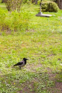 Crow on the green grass Stock Photos