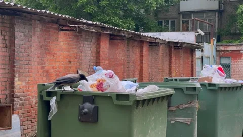 Crow on green trash bins in old industrial district Stock Footage 282532479