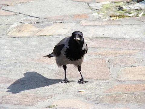 Crow grey Stock Photos