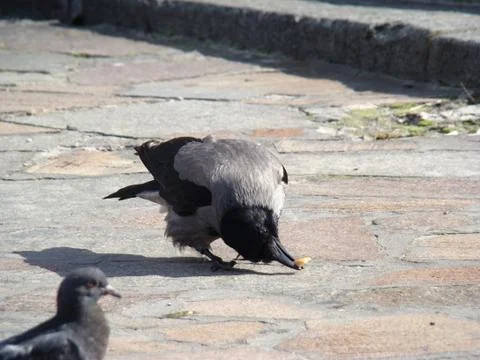 Crow grey Stock Photos