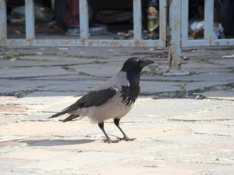Crow grey Stock Photos