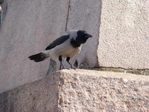 Crow grey Stock Photos