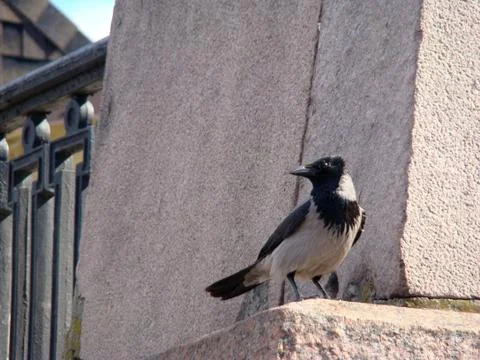 Crow grey Stock Photos
