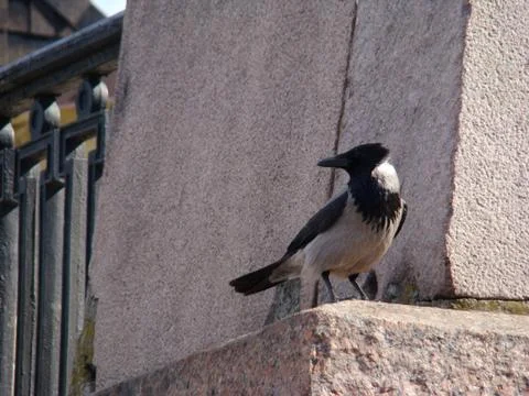 Crow grey Foto stock