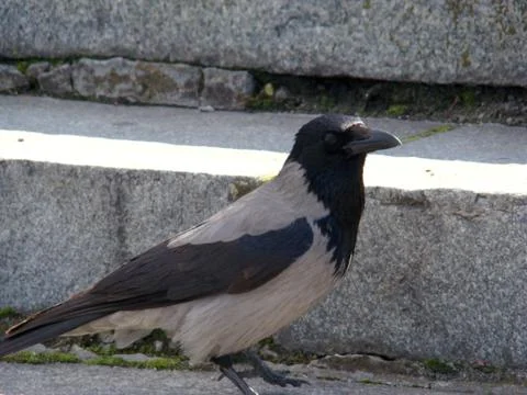 Crow grey Stock Photos