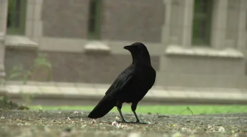 Crow on the ground. Video stock 49861556