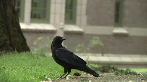 A crow on the ground. Stock Footage 49861557