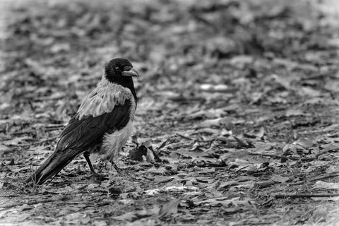Crow on the ground Stock Photos