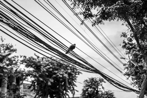 Crow hang on to electric cable Stock Photos