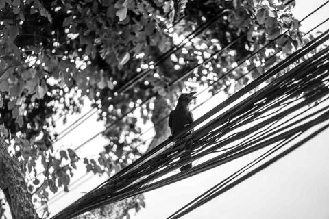 Crow hang on to electric cable Stock Photos