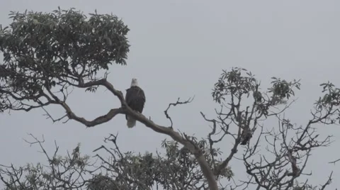 Crow harassing bald eagle Stock Footage 48917502