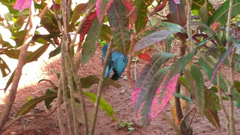 A crow hides in the bushes Video stock 173527720