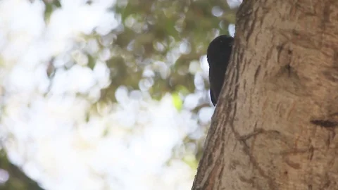 Crow hiding behind tree Stock Footage 77171726