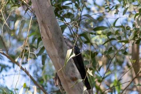 A Crow hiding behind the tree trunk, shot from low angle in zoom view. Stock Photos