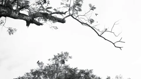 Crow hold on Stick of Tree Before Flying out of Frame with Big Branch Stock Footage 128679687