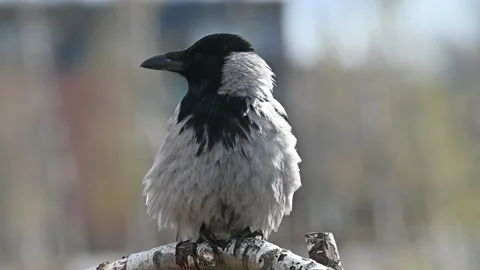 Crow Holding on a Tree Branch During Windy Day Full HD Slow Motion Stock Footage 333583184