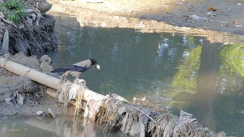 A crow holds a large fish in its beak and flies out of the frame Stock Footage 117859848