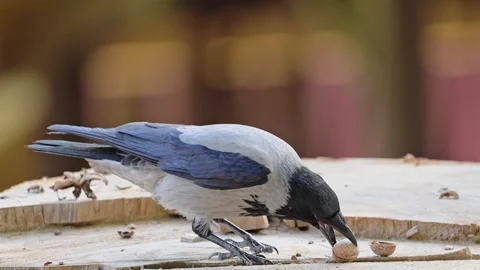 Crow holds a nut in its beak. 4k footage Stock Footage 285545666