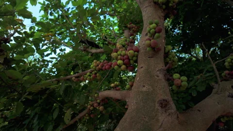 Crow hops in a fig tree with ripening fruit Stock Footage 333489153
