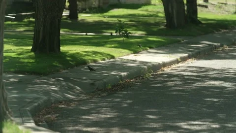 Crow Hops Ledge Video stock 140703857